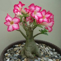 Jual Bibit Benih Biji Bunga Kamboja Jepang Adenium 