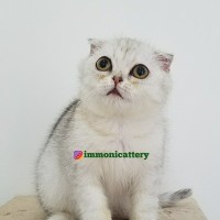 Harga Kucing Scottish Fold Katalog.or.id Harga Kucing Scottish Fold Katalog.or.id