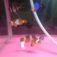 ikan nemo size M