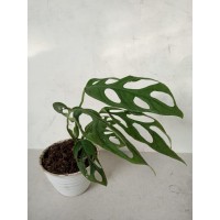 Jual tanaman  hias indoor philodendron monstera obliqua 