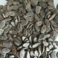 kuaci jadul biji semangka