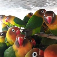 Jual Lovebird Josan Di Jakarta Selatan Harga Terbaru 2020