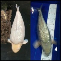 Harga Ikan Koi Lokal Katalog.or.id Harga Ikan Koi Lokal Katalog.or.id