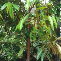 Jual Bibit Pohon Durian Musang King Umur 3 tahun Tinggi 1