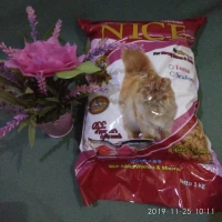 NICE Cat Food