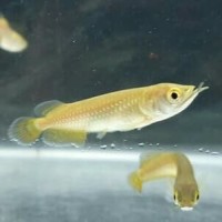 Info Ikan Arwana Anakan Katalog.or.id Info Ikan Arwana Anakan Katalog.or.id