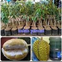 Bibit durian bhineka bawor kaki 10