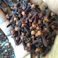 Harga promo i biji cengkeh kering super 1 kg untuk jamu herbal | Pembandingharga.com Harga promo i biji cengkeh kering super 1 kg untuk jamu herbal | Pembandingharga.com