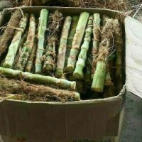 Bibit stek rumput gajah odot pakan dengan nutrisi tinggi
