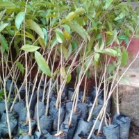 Bibit Pohon Gaharu Super Unggul