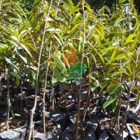 Bibit Durian Bawor Kaki 3 Unggul