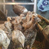 Anak Ayam Kalkun doc ayam kalkun bibit kalkun umur 25 hari.