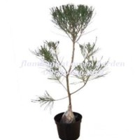 Bibit Tanaman Hias cemara udang bonsai