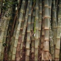 50 Bibit Pohon Bambu Petung Betung Kuljar