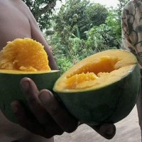 4 Bibit Buah Mangga Alpukat Super Unggul