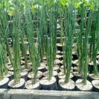 5 Bibit Bambu Air Tanaman Hias