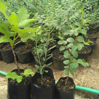 Paket Bibit Tanaman Bidara Zaitun Buah Tin