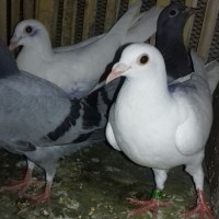 Jual Merpati Pos Putih Mulus Kota Depok Djolali Cemani Tokopedia