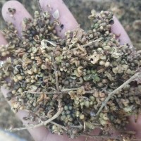 1 Ons Benih Biji Pohon Kayu Cendana NTT Wangi Bibit Terbaik