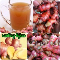 PROMO ! bibit benih jahe merah 1kg -jahe kualitas super -BP