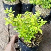 bibit bonsai tanaman hias legistrum kuning