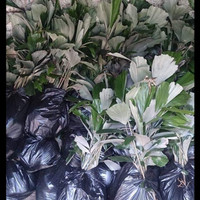 Bibit Tanaman Pohon Aren Genjah 30 cm