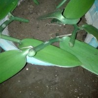 Ready Bibit stek batang pohon panili paneli vanili vani ready