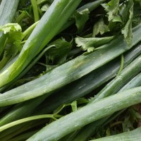 daun bawang sledri