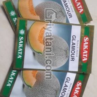 Benih Melon Orange Glamour F1