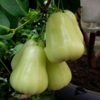 Tanaman Bibit Tanaman Jambu Air Madu Deli Hijau