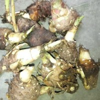 Umbi bibit Super bunga sedap malam siap kirim siap tanam