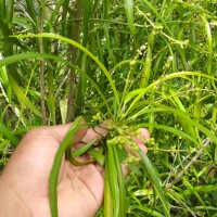 Bibit zodia