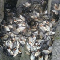 Terlaris Bibit Ikan Bawal Bisa Dikirim Seluruh Indonesia