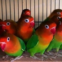 Jual Lovebird Josan Di Jakarta Selatan Harga Terbaru 2020