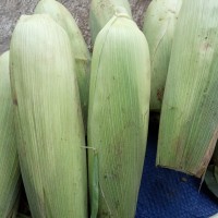 jagung manis