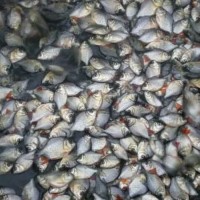 Bibit Ikan Ternak Konsumsi Bawal Ukuran 6-8 Cm