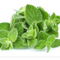 Benih Oregano