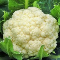 Benih Bunga Kol Snow White F1 - Known You Seed Limited