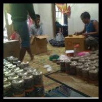 Promo Murah Bibit Kroto Atau Semut Rangrang Boom Bastis