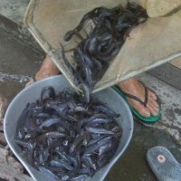 Jual Bibit Ikan Lele Sangkuriang, Phyton, dan Masamo Murah