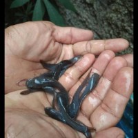 Hot List Benih Ikan Lele Hitam Sangkuriang Bibit Unggul Terjamin