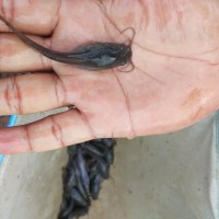 lele bibit ikan lele /dumbo/sangkuriang