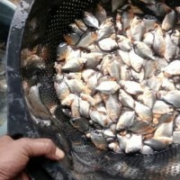 Terlaris Bibit Ikan Bawal Berkualitas Bisa Dikirim Seluruh Indonesia