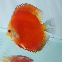 ikan discus red melon 4in