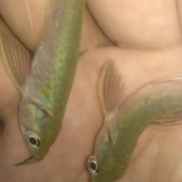 Harga Anakan Ikan Arwana Katalog.or.id Harga Anakan Ikan Arwana Katalog.or.id