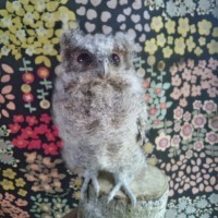 Jual Burung Hantu Celepuk Murah Harga Terbaru 2020 Tokopedia