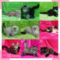 720 Download Gambar Hewan Kucing Anggora Terbaru