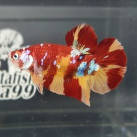 100+ Wallpaper Bergerak Ikan Nemo HD Terbaik 100+ Wallpaper Bergerak Ikan Nemo HD Terbaik