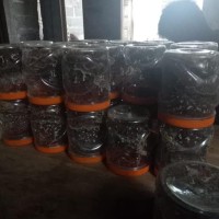 Best Seller Bibit Semut Rangrang Dan Kroto Media Toples Murah Terjamin