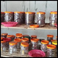Produk Unggulan Bibit Kroto Atau Semut Rangrang Terjamin Stok Terbatas